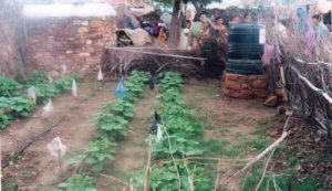54 Kitchen Gardens grown by women in Rapar